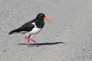 Oystercatchers: South Island Pied Oystercatcher