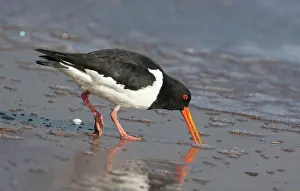 Oystercatchers: South Island Pied Oystercatcher - feeding