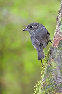 Petroica: South Island Robin - adult clinging to a tree in