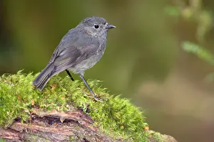 Petroica: South Island Robin - adult sitting on a moss-covered