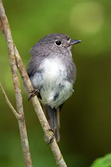Petroica: South Island Robin - adult sitting on a twig in