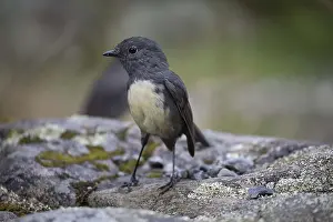 090818: South Island Robin - a male - standing on stony