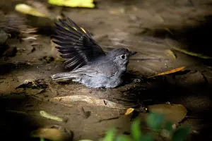 Petroica: South Island Robin / Toutouwai - bathing in the