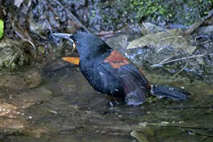 Carunculatus: South Island Saddleback / Tieke - bathing in a