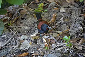 Carunculatus: South Island Saddleback / Tieke - foraging among