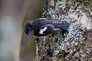 Petroica: South Island Tomtit - clinging to the trunk of a beech tree