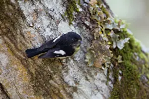 Petroica: South Island Tomtit - clinging to the trunk of a beech tree