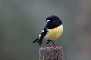 090818: South Island Tomtit - Standing on a post - In a