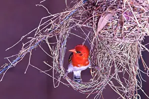 Williams: South Kruger National Park. Redheaded weaver