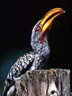 Williams: South Kruger National Park. Yellow-billed