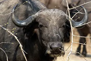 Caffer: In South Luangwa herds of hundreds of African Buffalo also