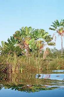 Traveller: South Madagascar - Traveller's Palm