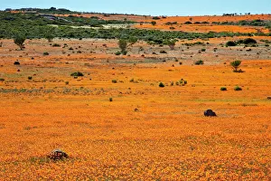 Namaqua: South Namaqualand. Field of orange blossoms