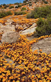 Namaqua: South Namaqualand. Orange wildflower blossoms