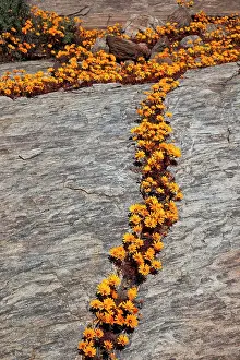 Namaqua: South Namaqualand. Orange wildflower blossoms