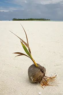 Sprouting: South Pacific, Cook Islands, Honeymoon Island