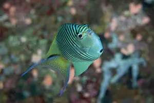 Shimlock: South Pacific, Solomon Islands. An atypically