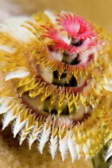 Spiral: South Pacific, Solomon Islands. Close-up