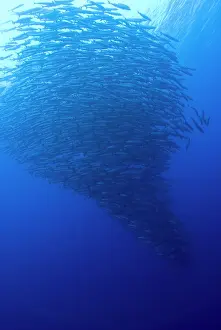 Chevron: South Pacific, Solomon Islands. Large school