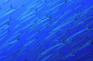 Mary: South Pacific, Solomon Islands, Mary Island