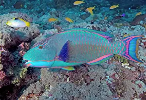 Shimlock: South Pacific, Solomon Islands, Meri Island