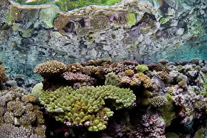Shimlock: South Pacific, Solomon Islands. A shallow