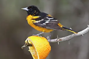 Oriole: South Padre Island, Texas, USA, Baltimore