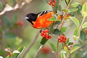 Oriole: South Padre Island, Texas, USA, Baltimore