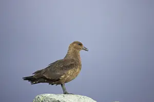 Catharacta: South Polar Skua