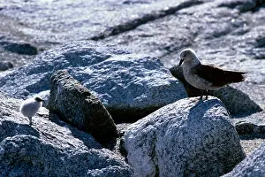 Catharacta: South Polar Skua - adult with 2-3 day old chick