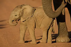 Elizabeth: South Port Elizabeth, Shamwari Game Reserve