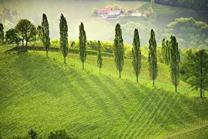 Wine: South styria vineyards landscape, near Gamlitz