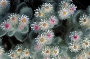 Edelweiss: South-West Edelweiss - succulent plant