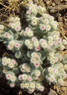 Edelweiss: South-West Edelweiss - succulent plant endemic