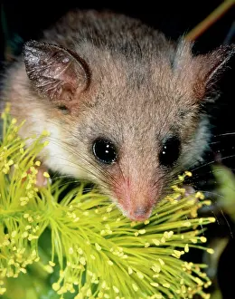 Possums: South west Pygmy Possum