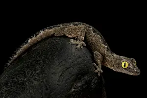 Diplodactylidae: South-west spiny-tailed gecko (Strophurus spinigerus)