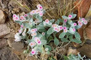 Edelweiss: South-western edelweiss