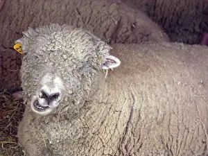 Ovis: Southdown Ewe
