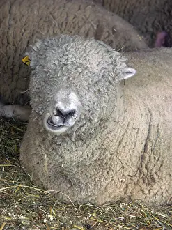 Ovis: Southdown Ewe