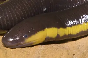 Fossorial: Southeast Asian Caecilian
