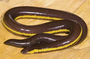 Fossorial: Southeast Asian Caecilian