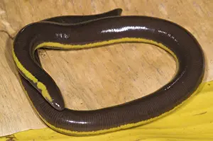 Fossorial: Southeast Asian Caecilian