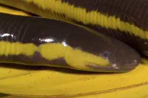 Fossorial: Southeast Asian Caecilian