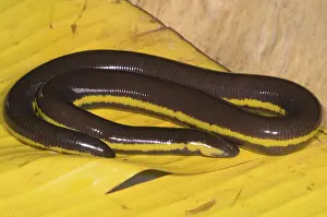 Fossorial: Southeast Asian Caecilian