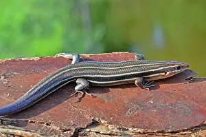 Plestiodon: Southeastern 5-lined Skink