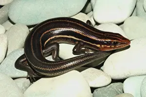 Plestiodon: Southeastern Five-lined Skink