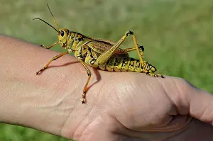 Guttata: Southeastern Lubber Grasshopper