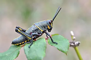 Nymphs: Southeastern Lubber Grasshopper