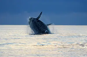 Souther: Souther Right Whale - Adult, breaching