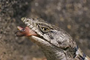 Lips: Southern Alligator Lizard